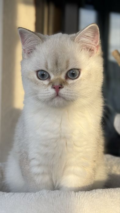 British shorthair - Mascul
