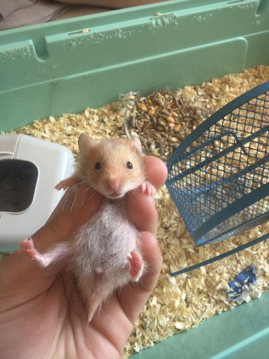 8 pui de hamsteri sirieni