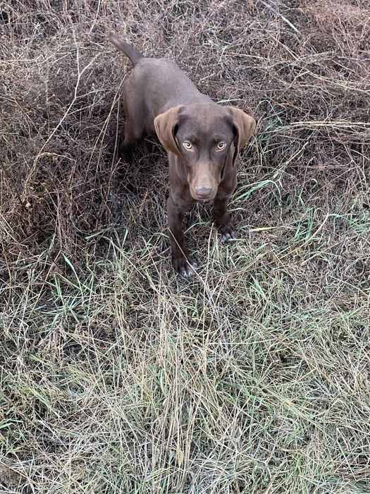 Продам сабаку куцхар