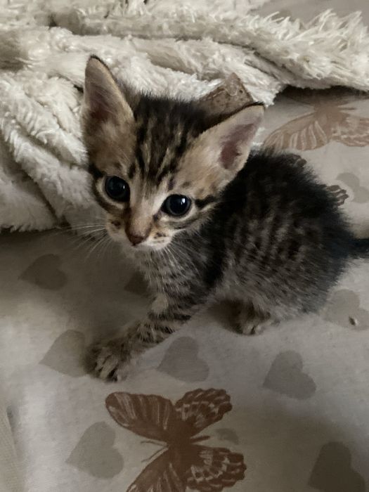 Котята ласковые