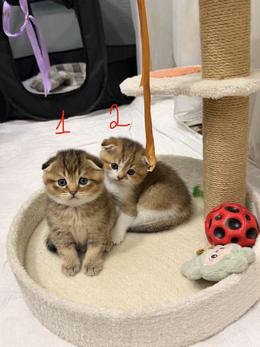 Котята Скоттиш Фолд и Страйт