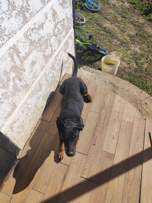 Продам якдтерер годовалый