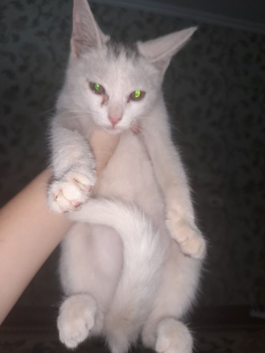 Отдаю кота! Только ташкент.