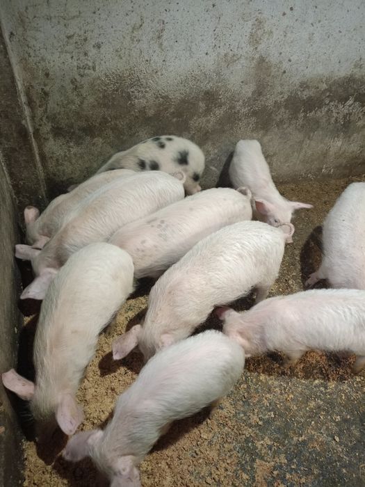 Малки прасета на три месеца