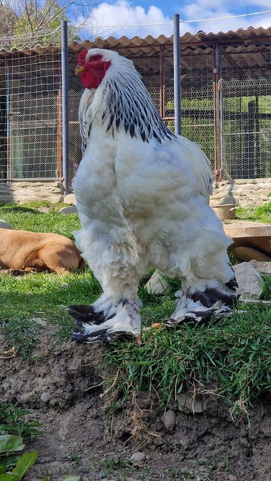 Familii Brahma Hd, Rosu Columbia si gaini albastri din anul trecut