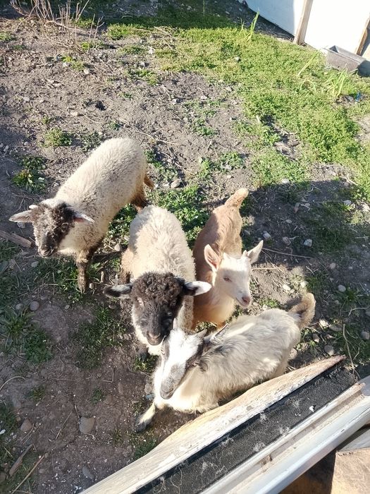 De vanzare 2  iezi si 2 miei
