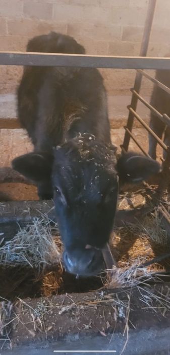 Продам 2 тёлочек