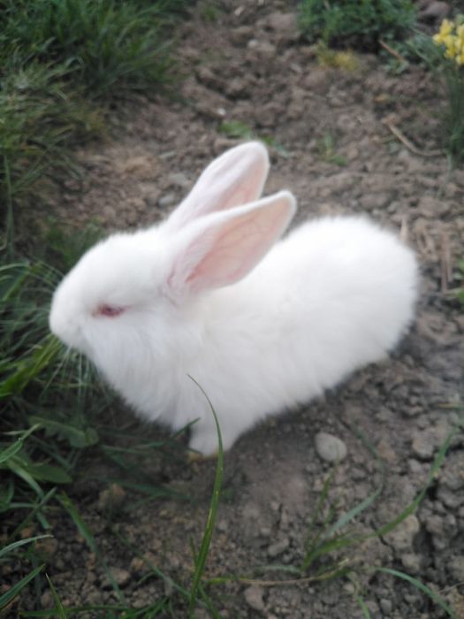 Vind iepuri rasa haicol francez și fluture german