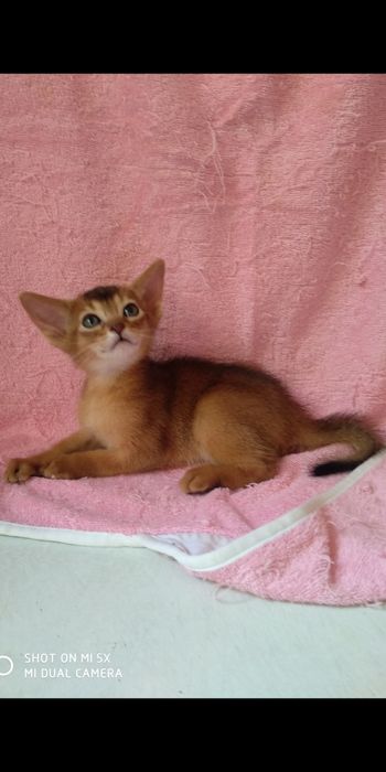 Продаются котята