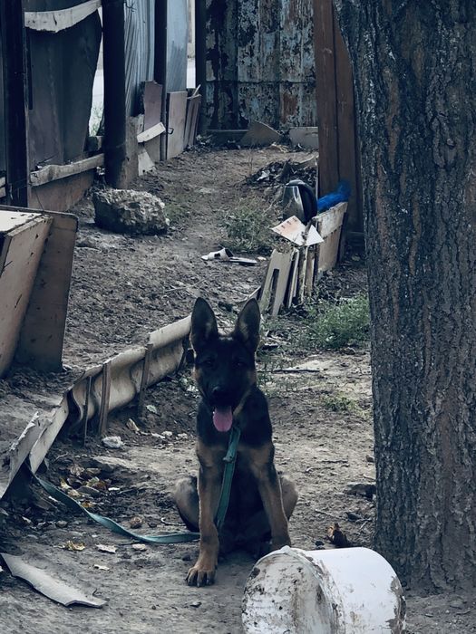 немец овчарка.