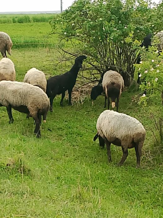 Schimb oi karacul bune tinere ,cu lapte, schimb cu miei