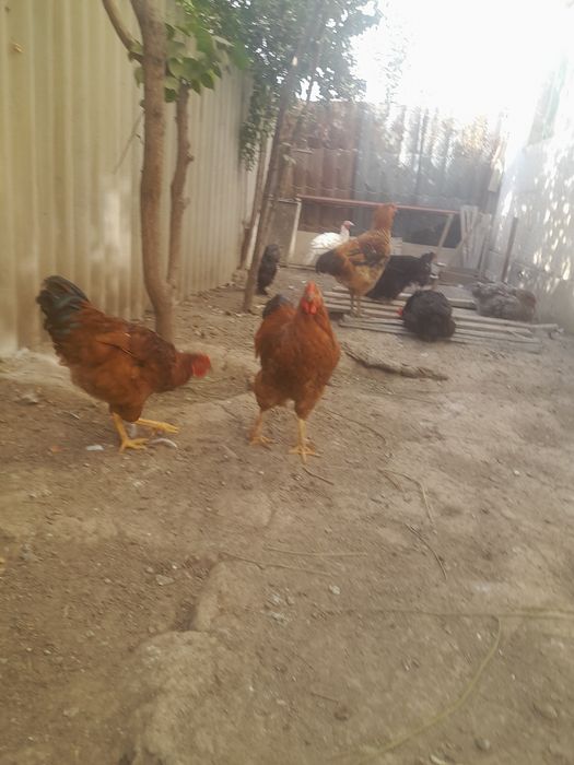 На продаже куры петушки