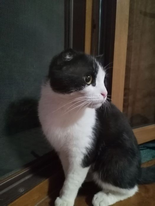 Кот скоттиш страйт