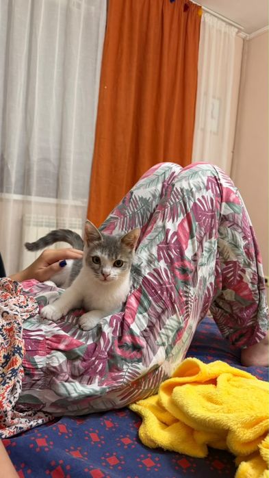 в добрые руки мальчика котенка