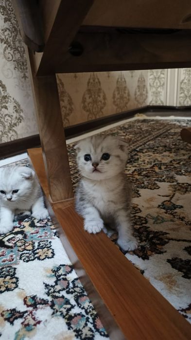 Котята фолды. Окрасы золото и серебро шиншиллы,белые и пепельный.