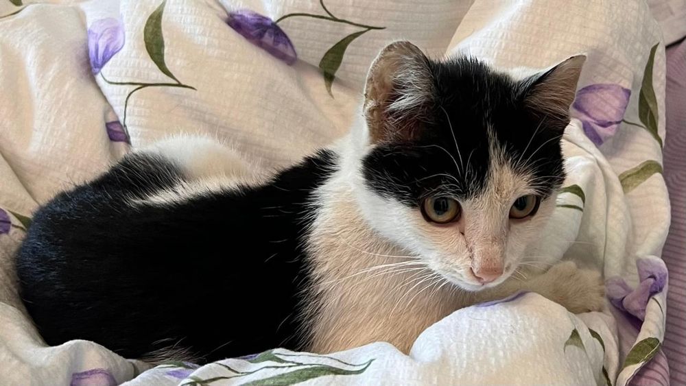 Продам котёнка  недорого