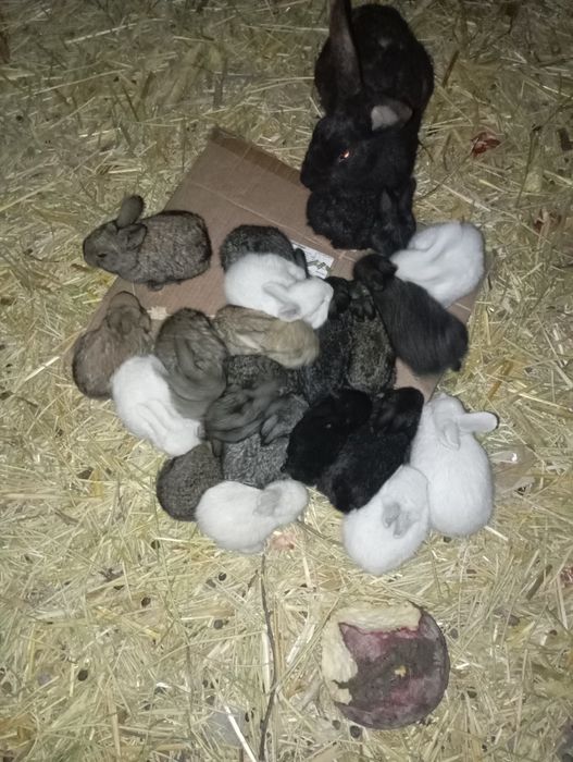 Қуён болалари сотилади 50000мингдан отаси фландер онаси жайдари