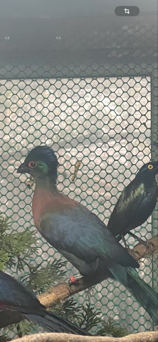 Pasari exotice turaco