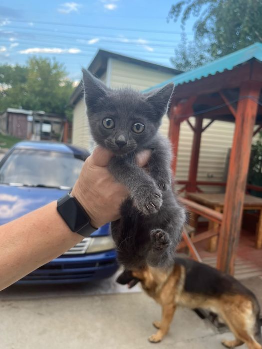 Отдам котят в добрые руки