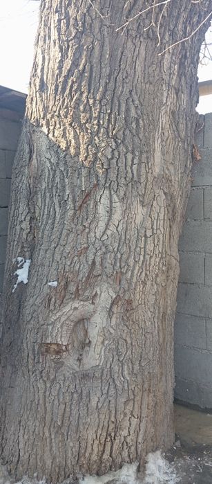 Продам дуб. Самовывоз