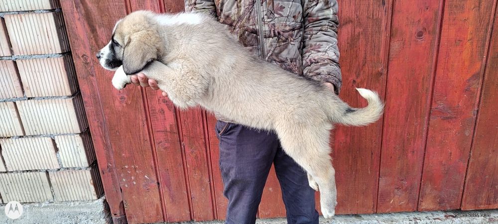 Vind o cățelușe de Asia centrala cu pedigree