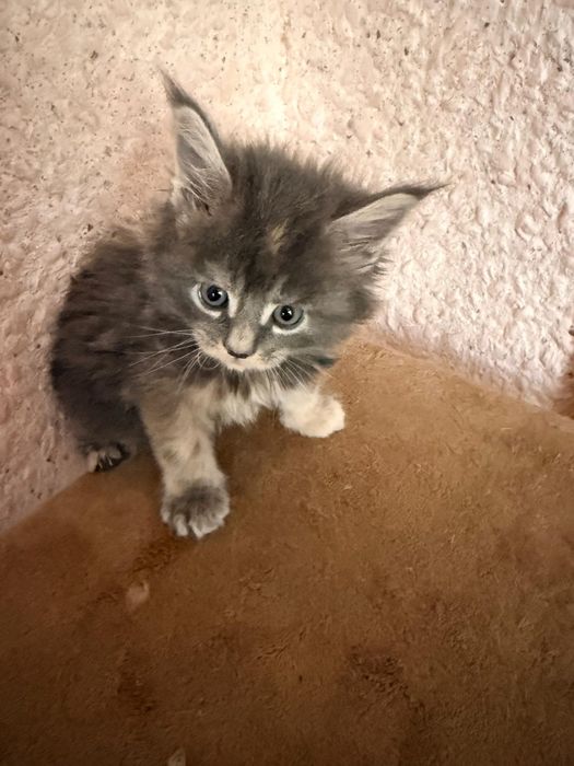 Котята Мейнкун. 65000