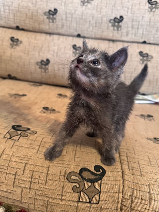Котенок в добрые руки. Очень красивая девочка