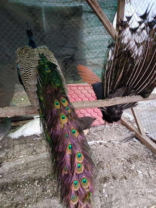 Vînd păuni de reproducere frumoși.