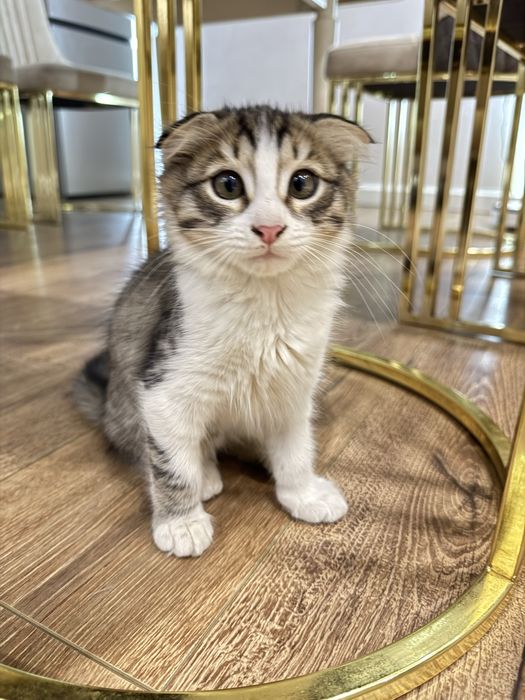 Продается вислоухий котенок