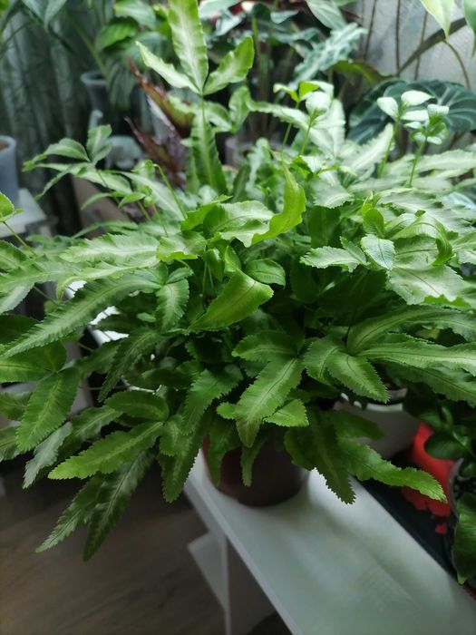 Продам деток алоказии