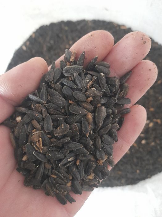 Продам семечки в мешках