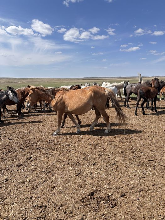 Лошадь на согым Жылқы соғымға сатылады