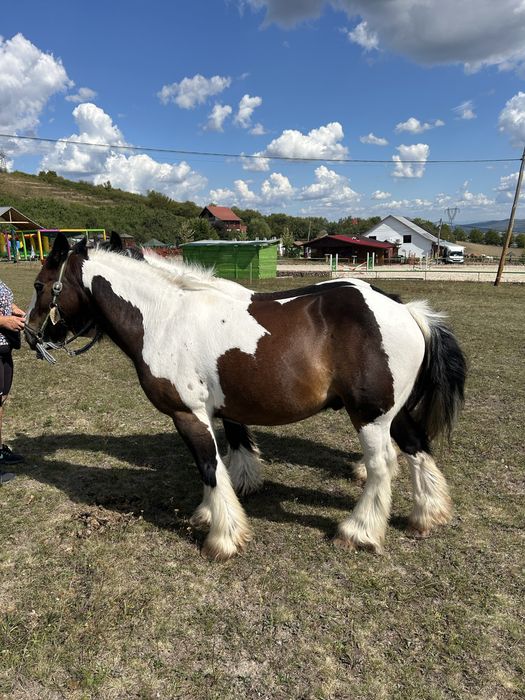 Pereche gipsy vanner tinker de vanzare