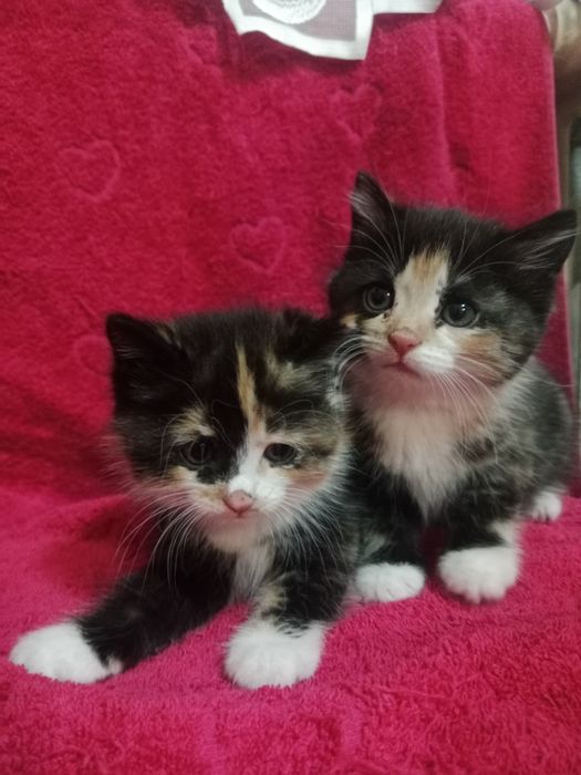 Отдам  котят в добрые руки