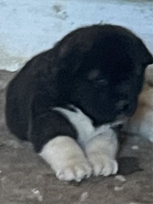 Щенки американской акиты