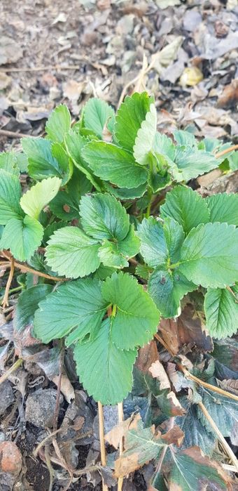 Клубника рассада