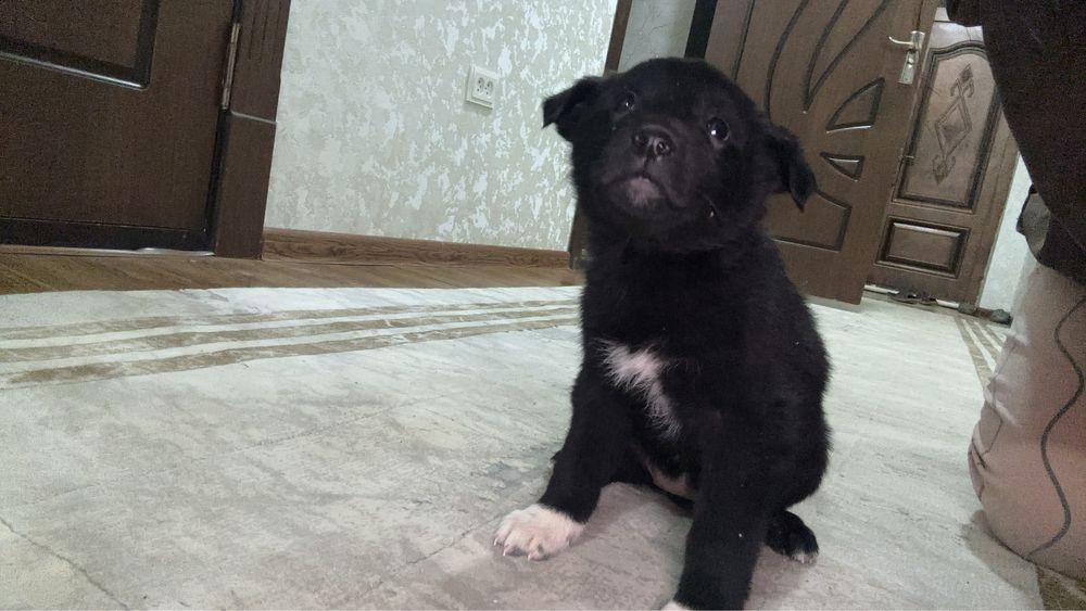 Щенята бесплатно