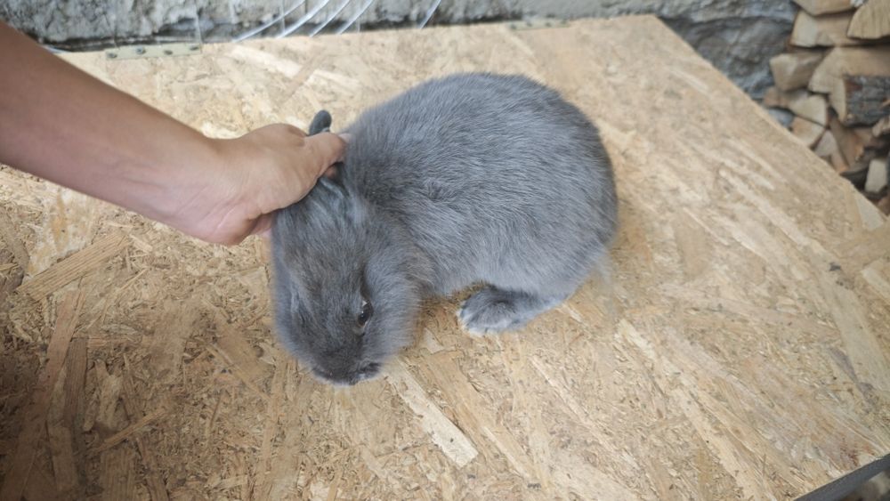 Iepuri pitici /rasa mica