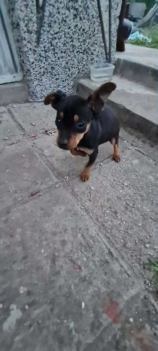 Пинчер женски роден 29.12 има паспорт и 3 ваксини