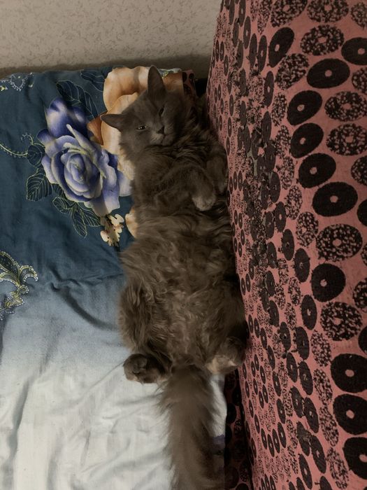Нужен кот нибелунги