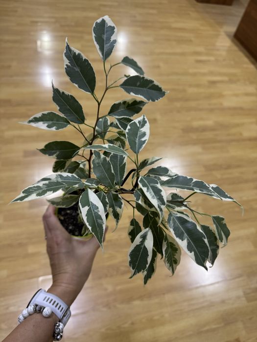 Сортовые фикусы