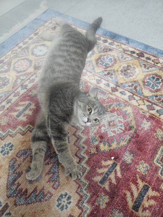 Отдам котенка бесплатно