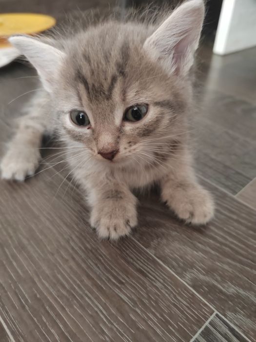 Отдам котят в хорошие руки(все девочки)