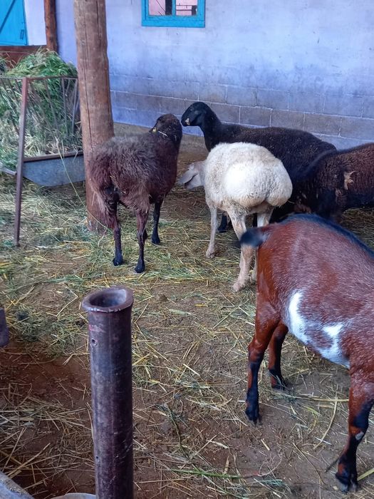 Продам жирных  баран