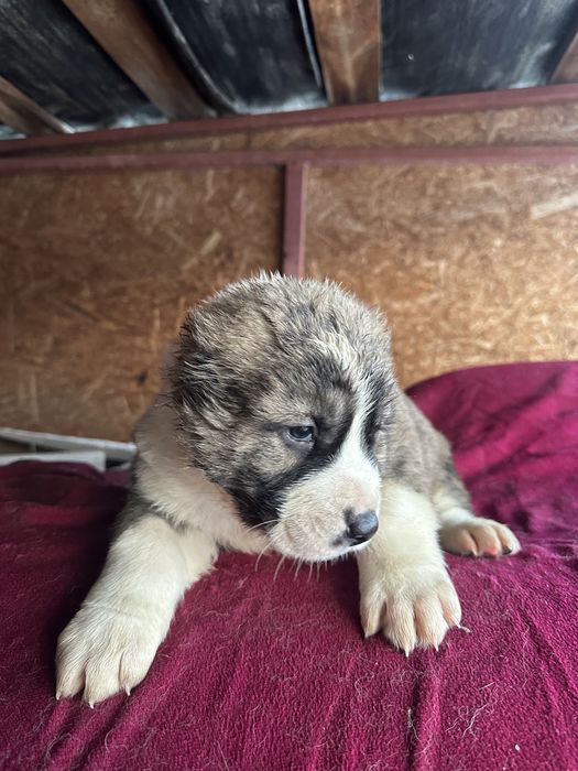 Продам Щенков Алабая (САО)