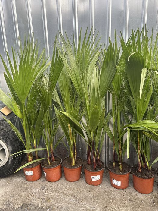 Vand palmieri 70-80 cm cate 2/3 in ghiveci