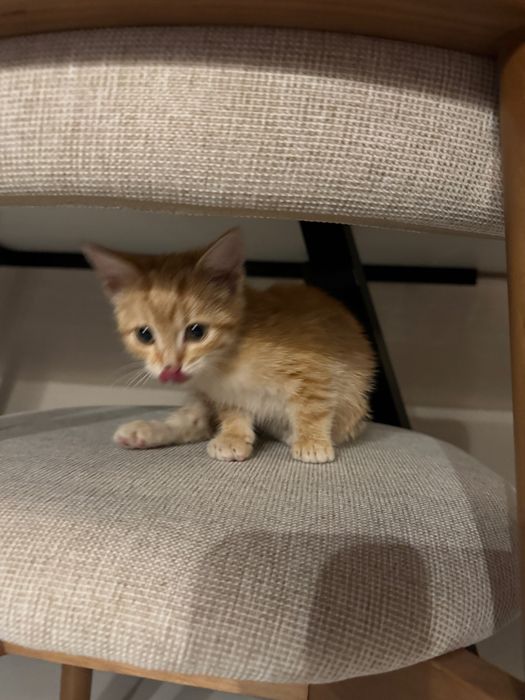 Котенок ищет домик