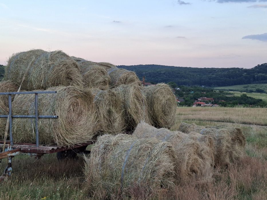 Vînd baloți de lucernă rotunzi 120/120