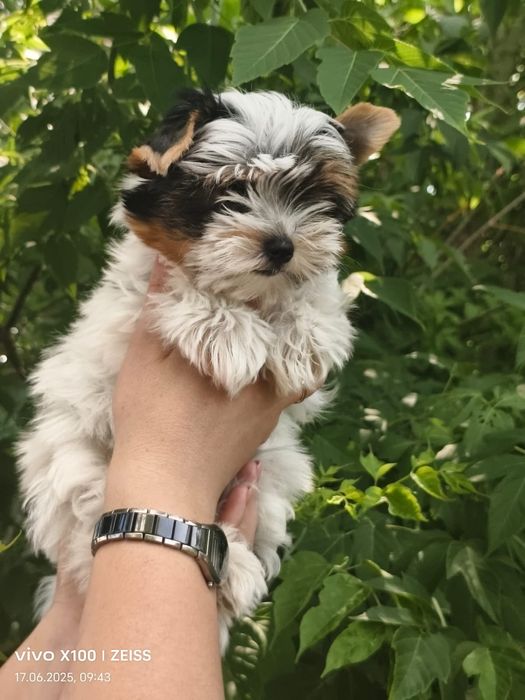 Очаровательные щенки бивера.