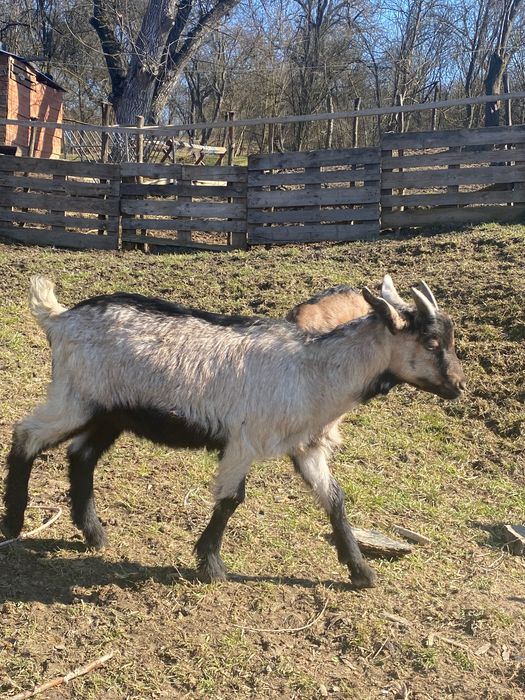 Țapi pentru reproducere din mame cu o producție de 4-5L lapte/zi
